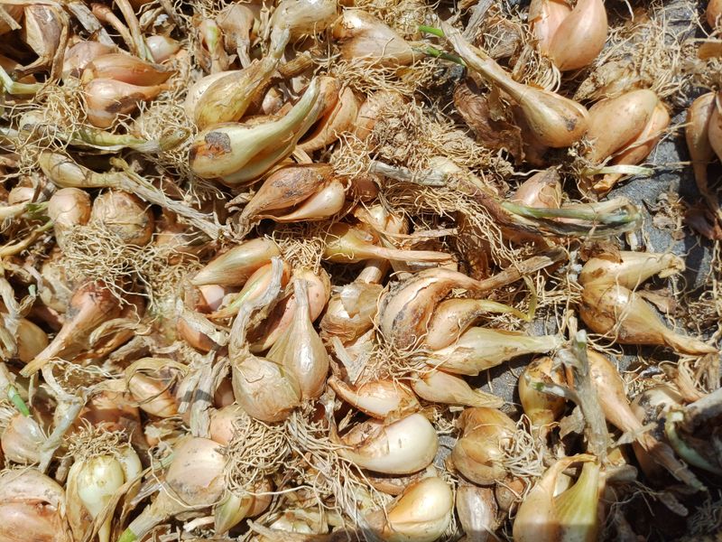 장터 상품 [돼지파 (마감)] 썸네일