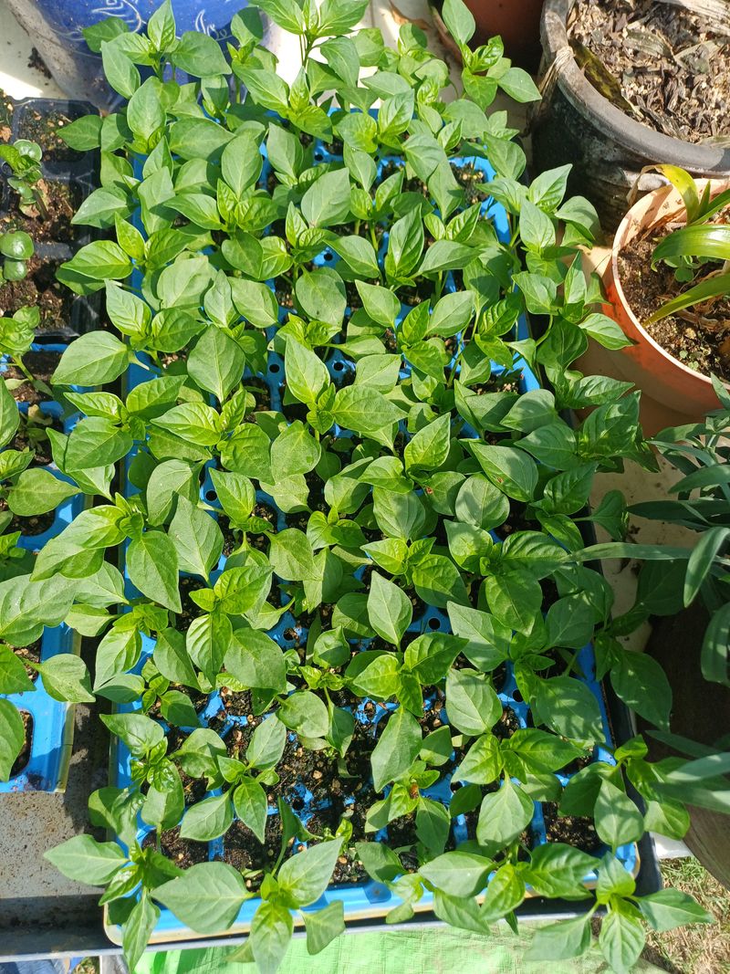 삼성농산님의 장터 판매 상품 [돼지파 (마감)] 첨부 사진