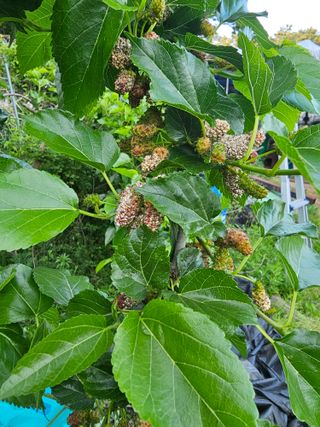 고구마16439님의 농사, 무엇이든 물어보세요! · 참여글 작성글 사진