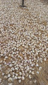 팜모닝 자유주제·자유게시판 게시글 이미지