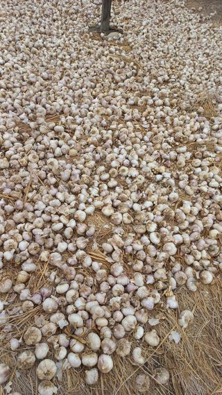 김여사시골살이님의 자유주제 · 자유게시판 작성글 사진