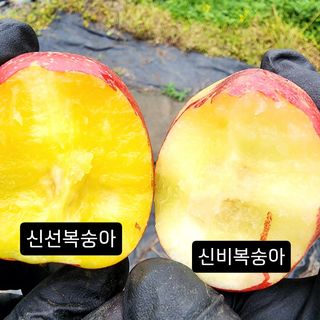 제주부자팜님의 자유주제 · 자유게시판 작성글 사진