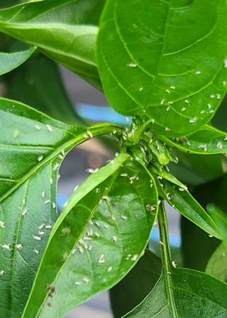 부엉이농사꾼님의 자유주제 · 자유게시판 작성글 사진