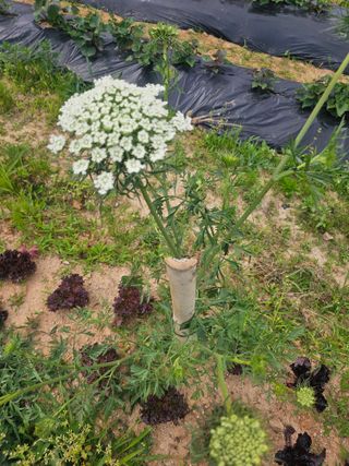 이부균님의 자유주제 · 자유게시판 작성글 사진