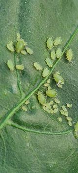 팜모닝 자유주제·자유게시판 게시글 이미지