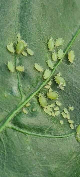 부엉이농사꾼님의 자유주제 · 자유게시판 작성글 사진