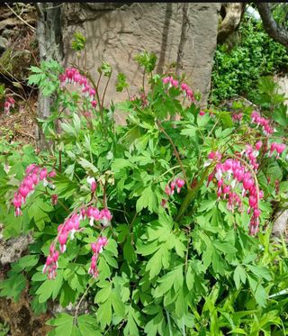 인생은 소풍처럼님의 자유주제 · 자유게시판 작성글 사진