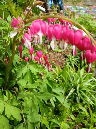 인생은 소풍처럼님의 자유주제 · 자유게시판 작성글 사진