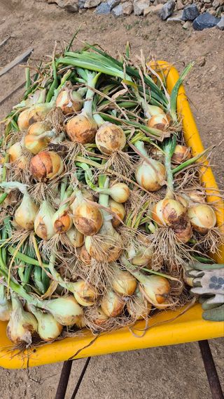 루첸님의 자유주제 · 자유게시판 작성글 사진