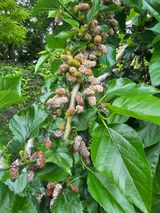 팜모닝 농사, 무엇이든 물어보세요!·참여글 게시글 이미지