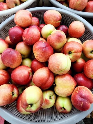 제주부자팜님의 자유주제 · 자유게시판 작성글 사진