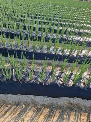 쥴리엄마님의 농사, 무엇이든 물어보세요! · 참여글 작성글 사진