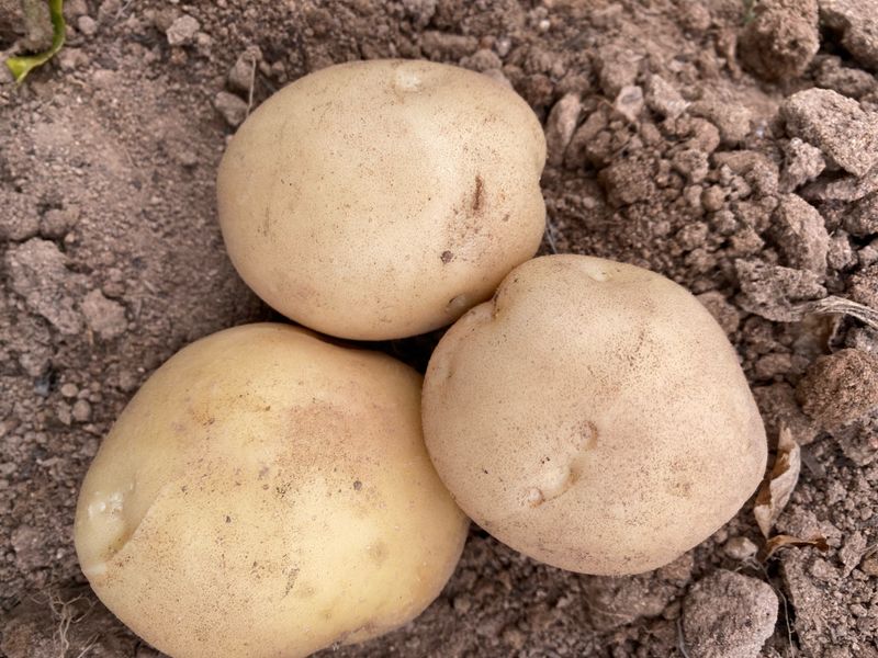 장터 상품 [감자20kg] 썸네일