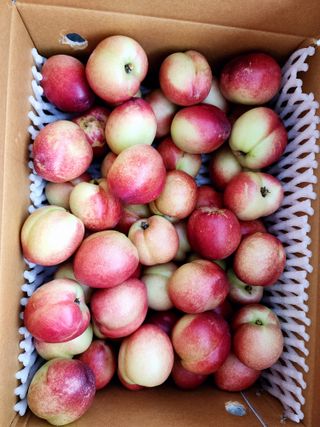 제주부자팜님의 자유주제 · 자유게시판 작성글 사진