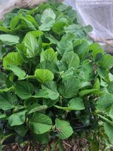 팜모닝 농사, 무엇이든 물어보세요!·참여글 게시글 이미지