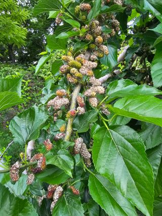 고구마16439님의 농사, 무엇이든 물어보세요! · 참여글 작성글 사진
