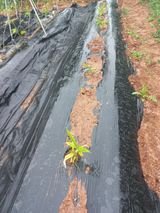 팜모닝 농사, 무엇이든 물어보세요!·참여글 게시글 이미지