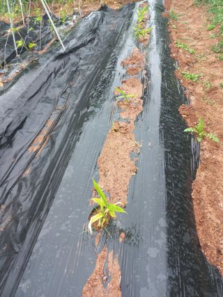 심무재 님의 농사, 무엇이든 물어보세요! · 참여글 작성글 사진