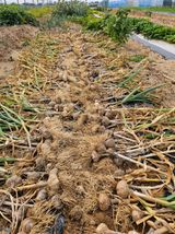 팜모닝 자유주제·자유게시판 게시글 이미지