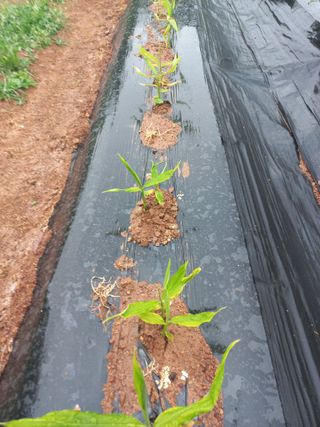 심무재 님의 농사, 무엇이든 물어보세요! · 참여글 작성글 사진