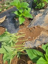 팜모닝 자유주제·자유게시판 게시글 이미지