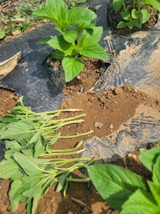  영천 천정구님의 자유주제 · 자유게시판 작성글 사진