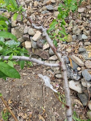 김용대님의 자유주제 · 자유게시판 작성글 사진