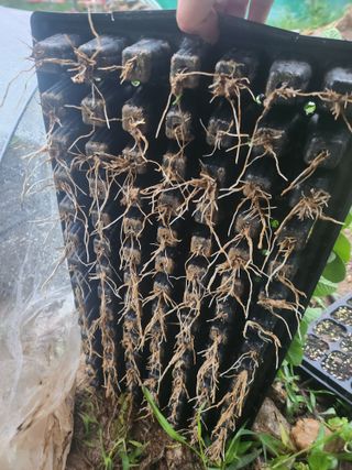 툇골짜기님의 농사, 무엇이든 물어보세요! · 참여글 작성글 사진