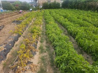 오영관님의 자유주제 · 자유게시판 작성글 사진