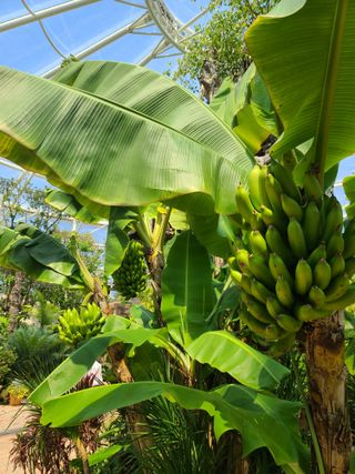 은혜농원(사과농사)님의 자유주제 · 자유게시판 작성글 사진