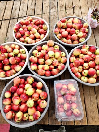 제주부자팜님의 자유주제 · 자유게시판 작성글 사진