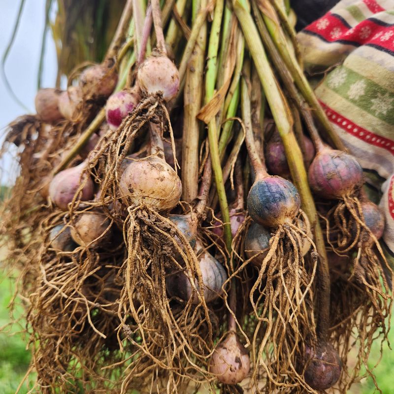 조한솔님의 장터 판매 상품 [2025 홍산 단구 씨마늘 1kg] 첨부 사진