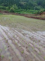 팜모닝 자유주제·자유게시판 게시글 이미지