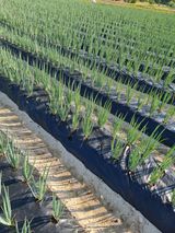 팜모닝 농사, 무엇이든 물어보세요!·참여글 게시글 이미지