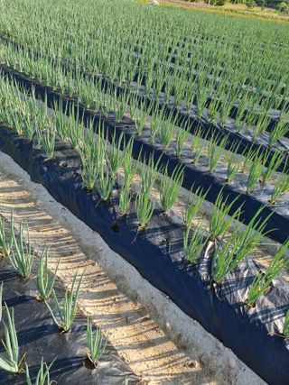 쥴리엄마님의 농사, 무엇이든 물어보세요! · 참여글 작성글 사진