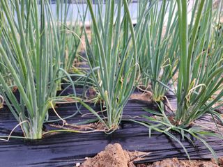 안산제일농약사님의 자유주제 · 자유게시판 작성글 사진