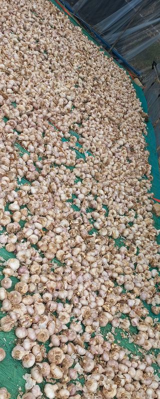 김여사시골살이님의 자유주제 · 자유게시판 작성글 사진