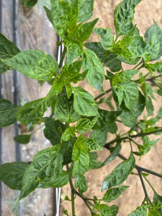 한나연님의 농사, 무엇이든 물어보세요! · 참여글 작성글 사진