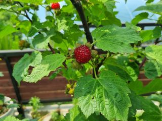 원인호님의 자유주제 · 자유게시판 작성글 사진