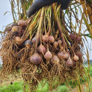 조한솔님의 작성글 사진