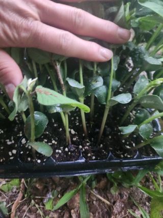 툇골짜기님의 농사, 무엇이든 물어보세요! · 참여글 작성글 사진