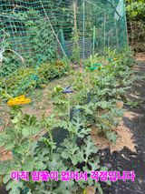 팜모닝 자유주제·자유게시판 게시글 이미지