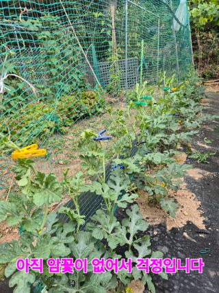 멧돼지와전쟁님의 자유주제 · 자유게시판 작성글 사진