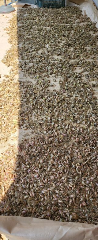 샘골농장 마음만청춘님의 자유주제 · 자유게시판 작성글 사진