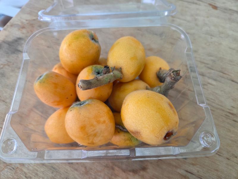 김진국님의 장터 판매 상품 [25년 햇과일 완도 비파열매] 첨부 사진