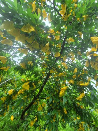 김안식~납작복숭아님의 자유주제 · 자유게시판 작성글 사진