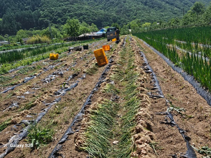손윤영/수채화농원님의 장터 판매 상품 [쪽파종구 1kg] 첨부 사진