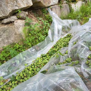 식만동 복합영농님의 자유주제 · 사진전 작성글 사진