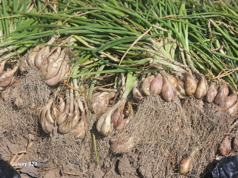 손윤영/수채화농원님의 장터 판매 상품 [쪽파종구 1kg] 첨부 사진