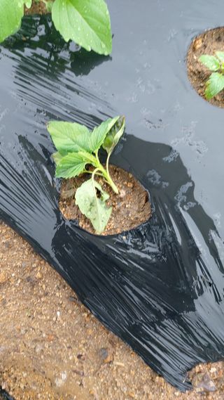 임곡농장김향중님의 자유주제 · 자유게시판 작성글 사진